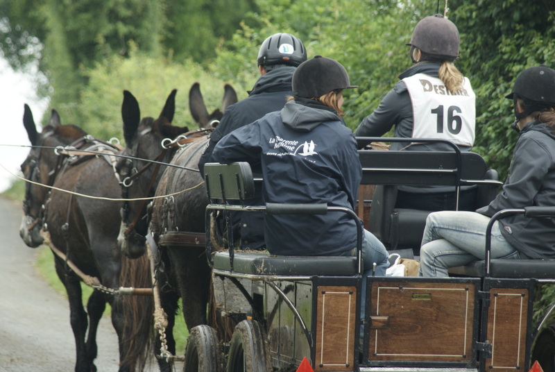concours d'endurance en attelage avec des mules poitevines de l'Asinerie du Baudet du Poitou