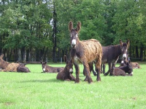 troupeau d'ânesses du Poitou 