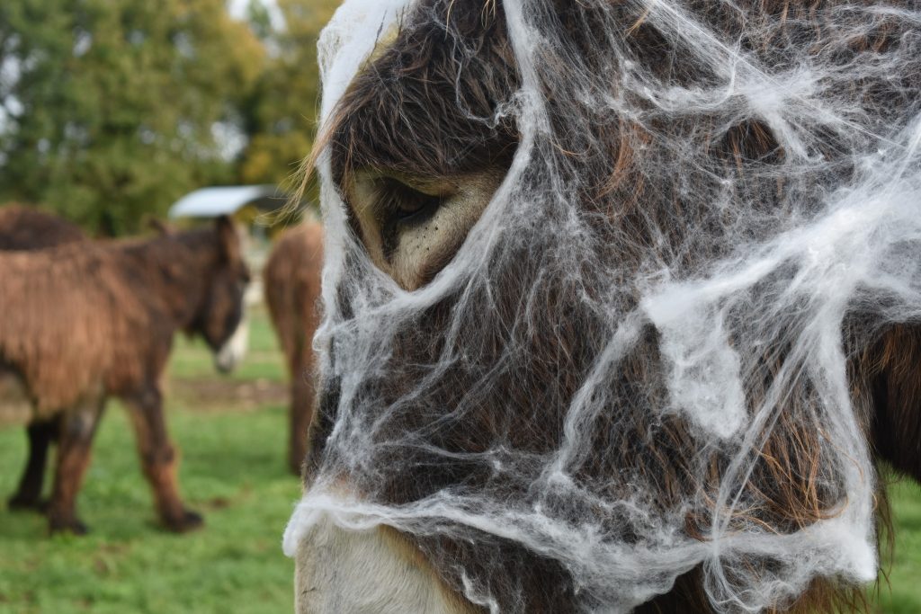 Âne'lloween